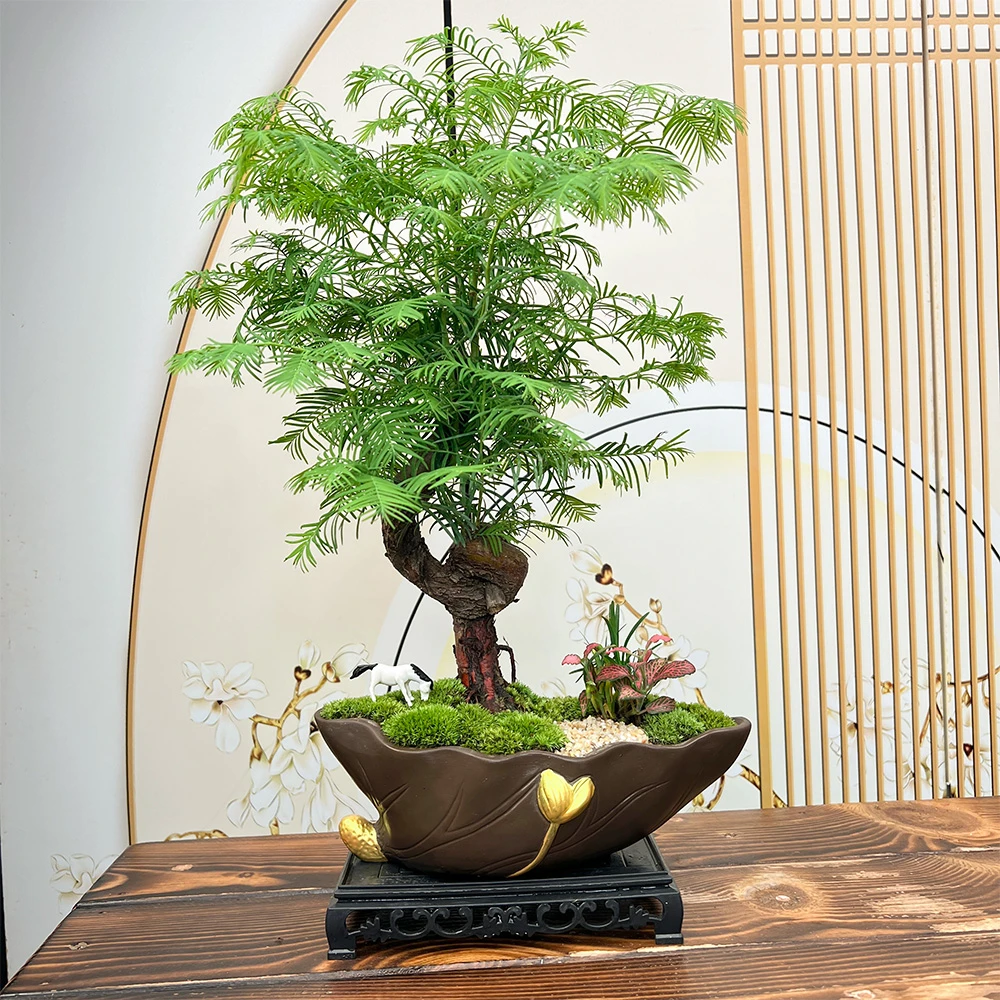 老桩水杉游龙造型盆景室内客厅办公室空调房绿植好养清新空气