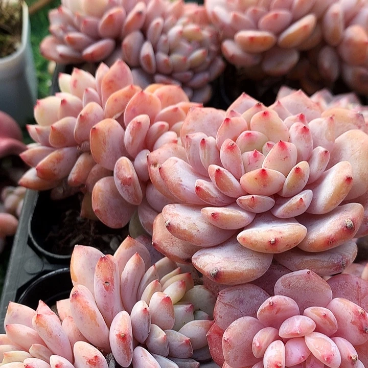 星星橙双头