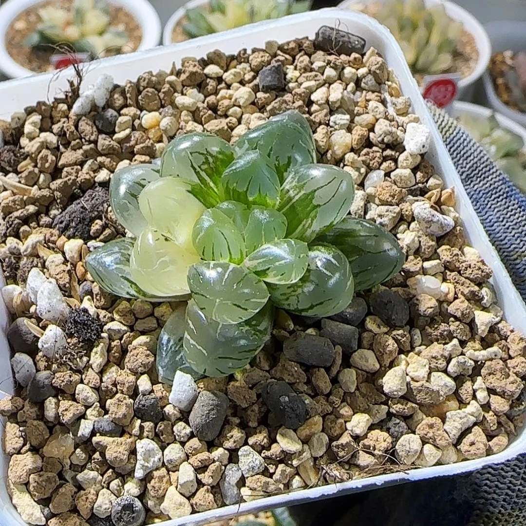 612号非组冰灯玉露锦 4 繁殖 7厘米左右一物一拍带盆发货