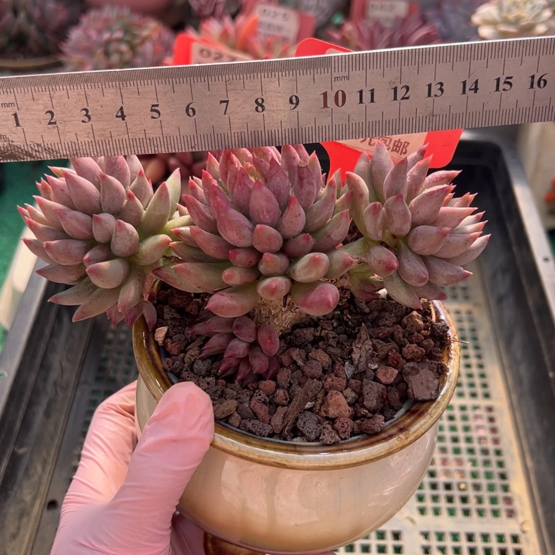 表妹精品多肉植物001.