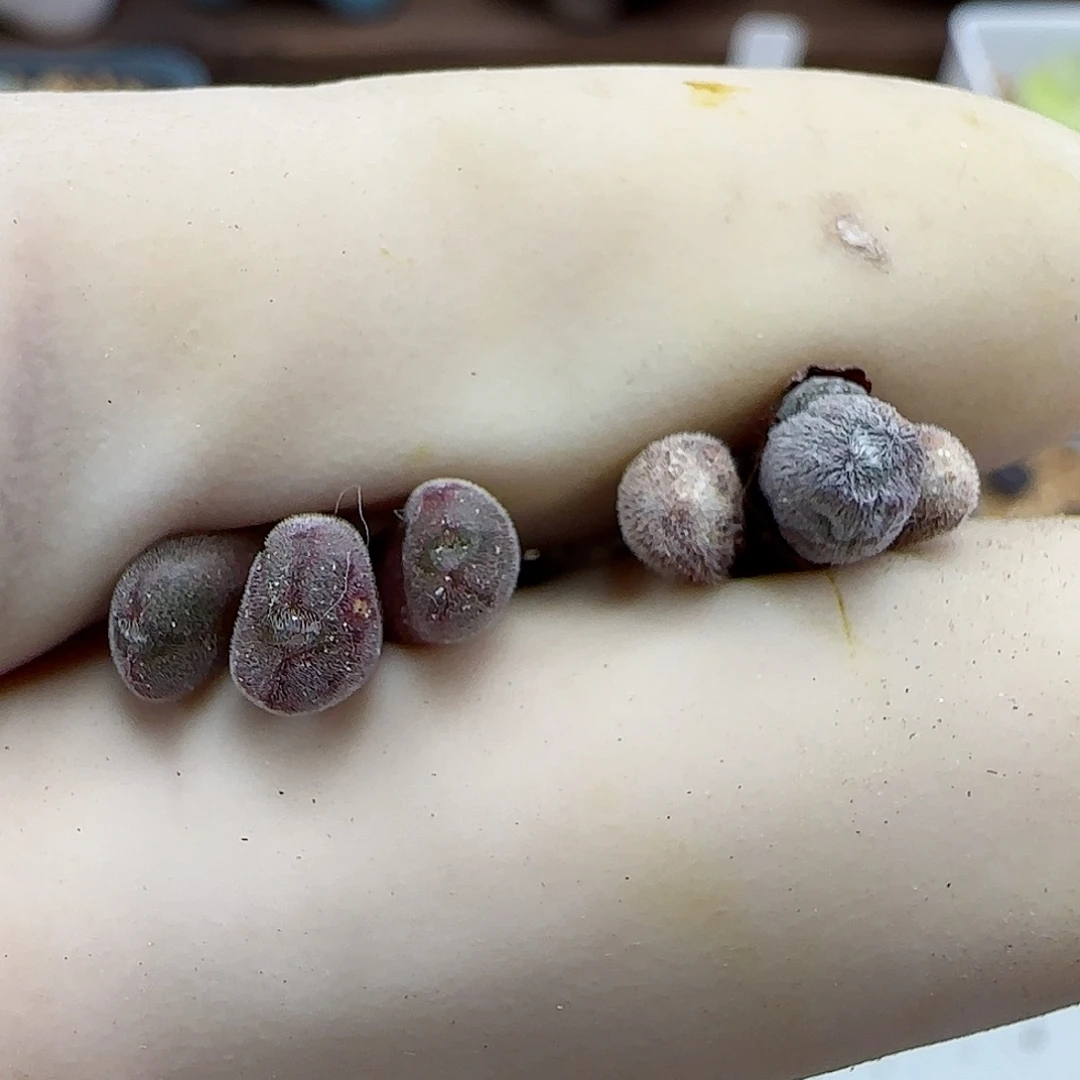 716猕猴福利福利