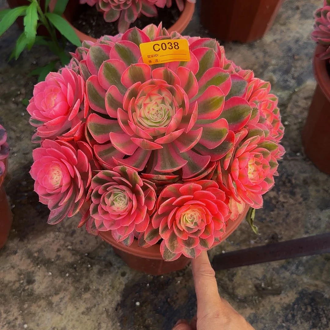 无花朵倾城038多肉多肉