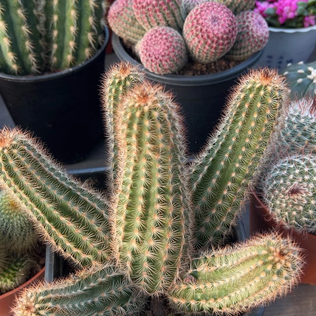 绯虾随机一颗。