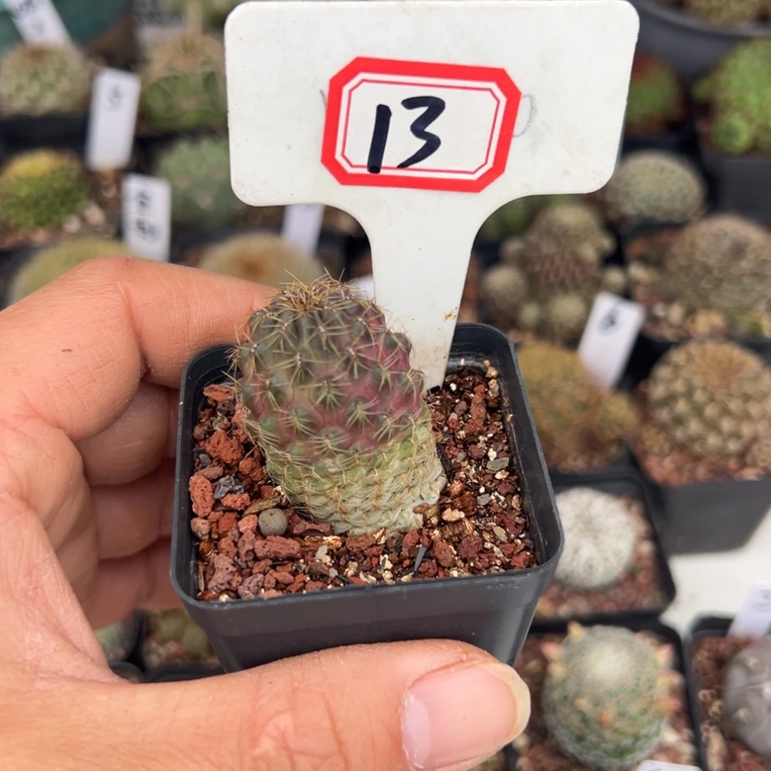 13开播福利沟宝山仙人球