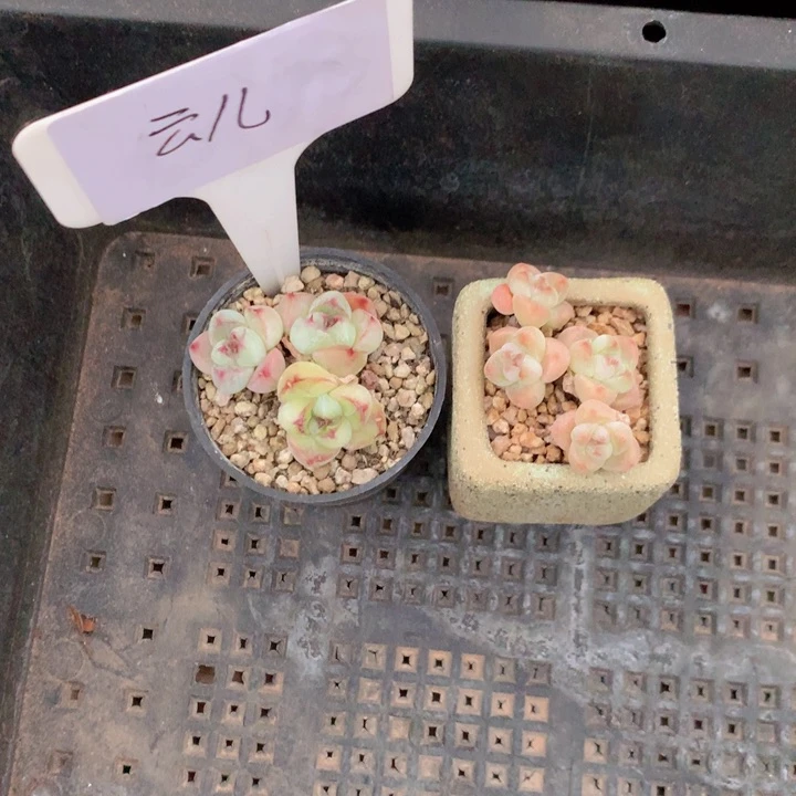 云儿脱土发一物一拍