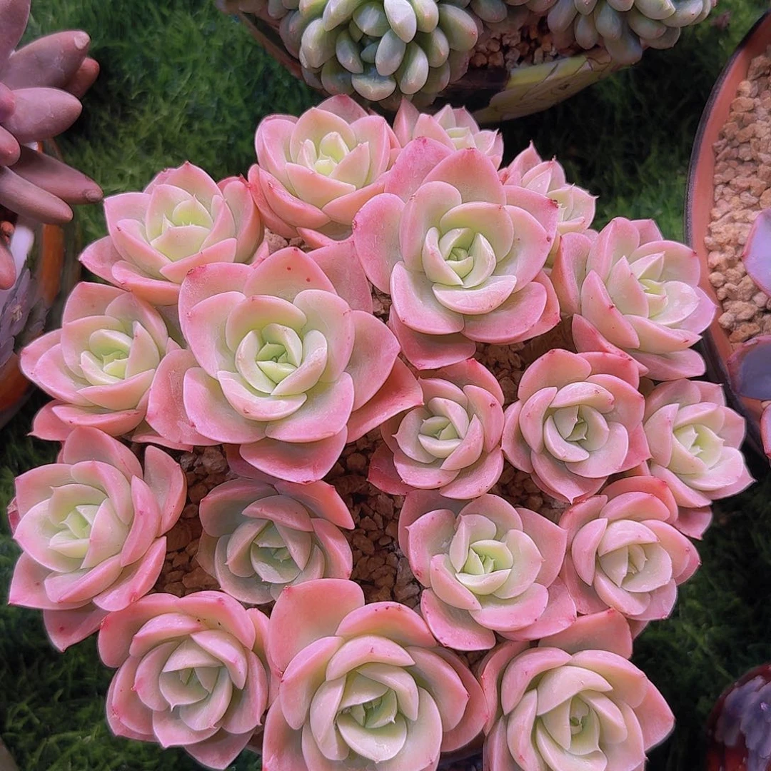 小姜姜专拍多肉一物一拍