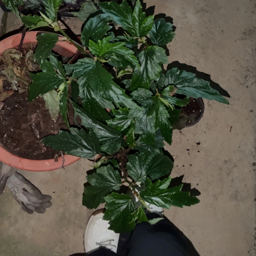 完全开放三颗黑珍珠