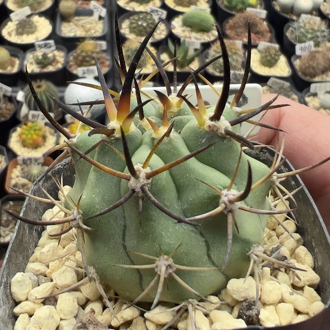 2008黑曜玉实生仙人球