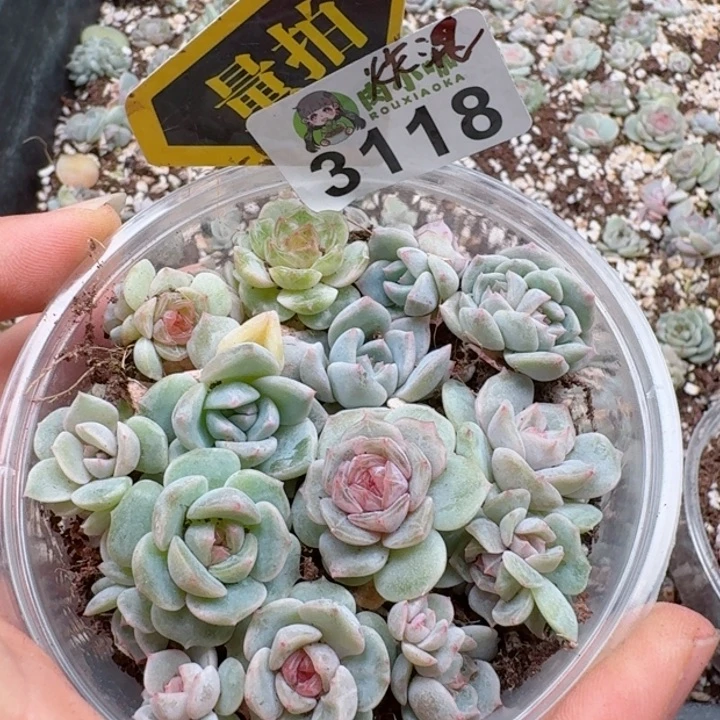 多肉植物多肉植物