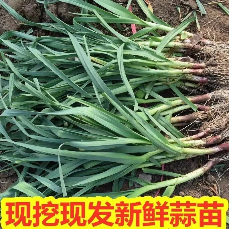农家自种新鲜青蒜苗红皮大蒜苗红根蒜苗新鲜蔬菜3-5斤
