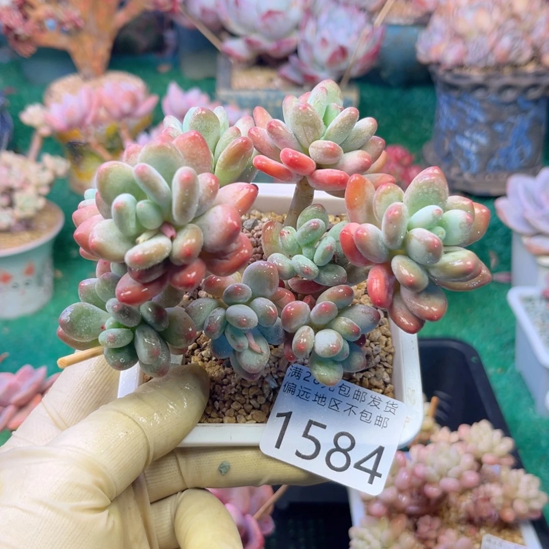 大1584。v x b x b vn j j n