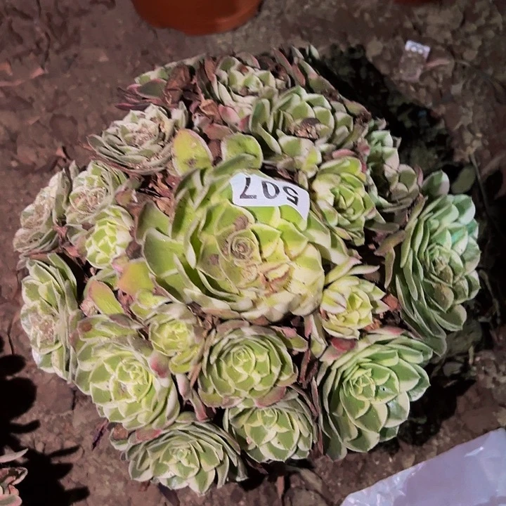 507唐三彩多肉植物不售后