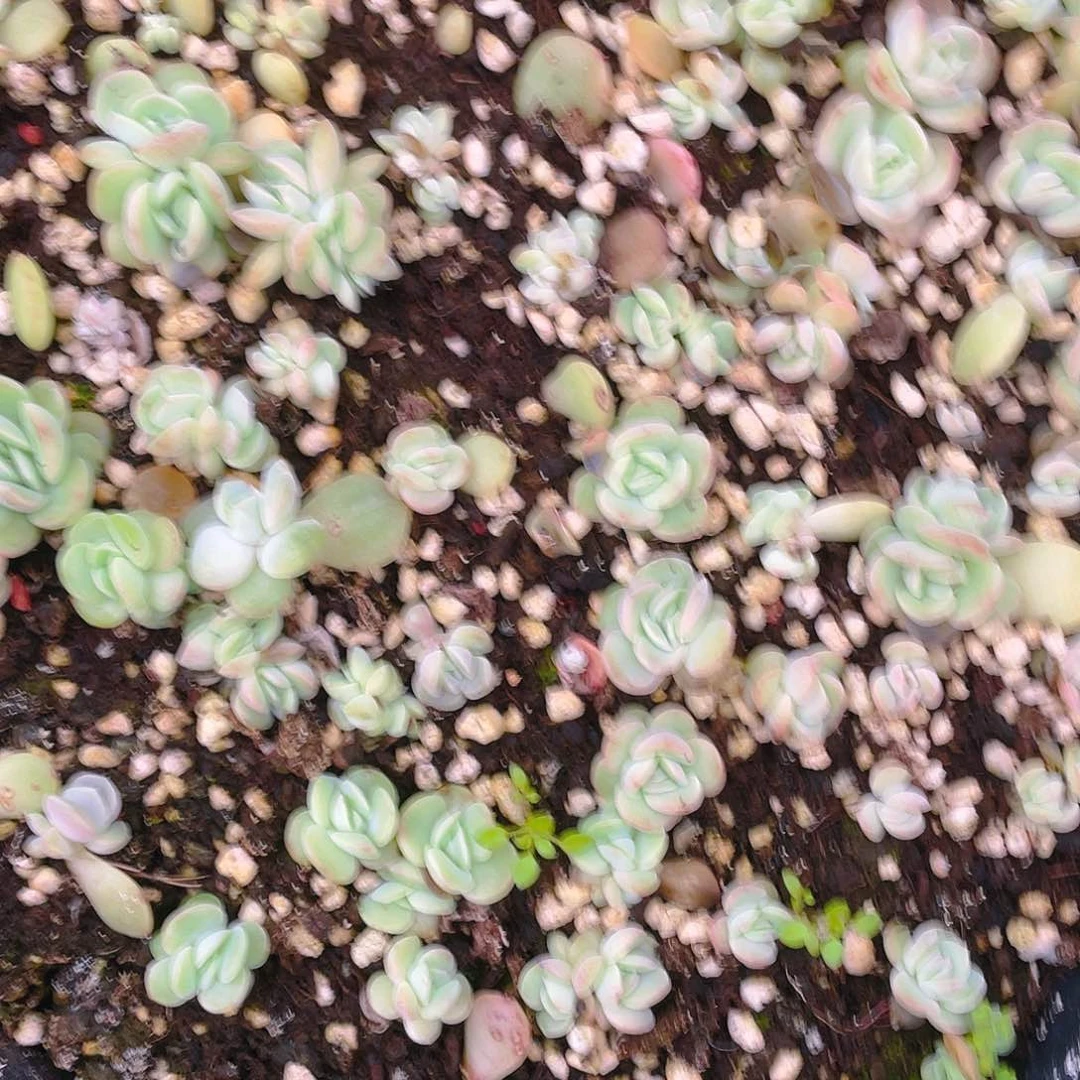 斜阳切糕穴一个满25包邮