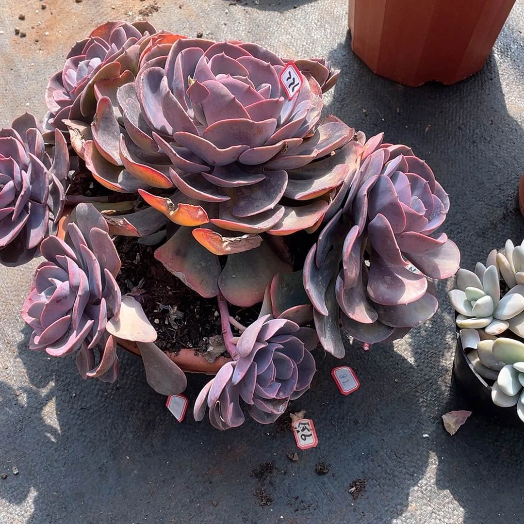 776尘埃玫瑰 一物一拍多肉