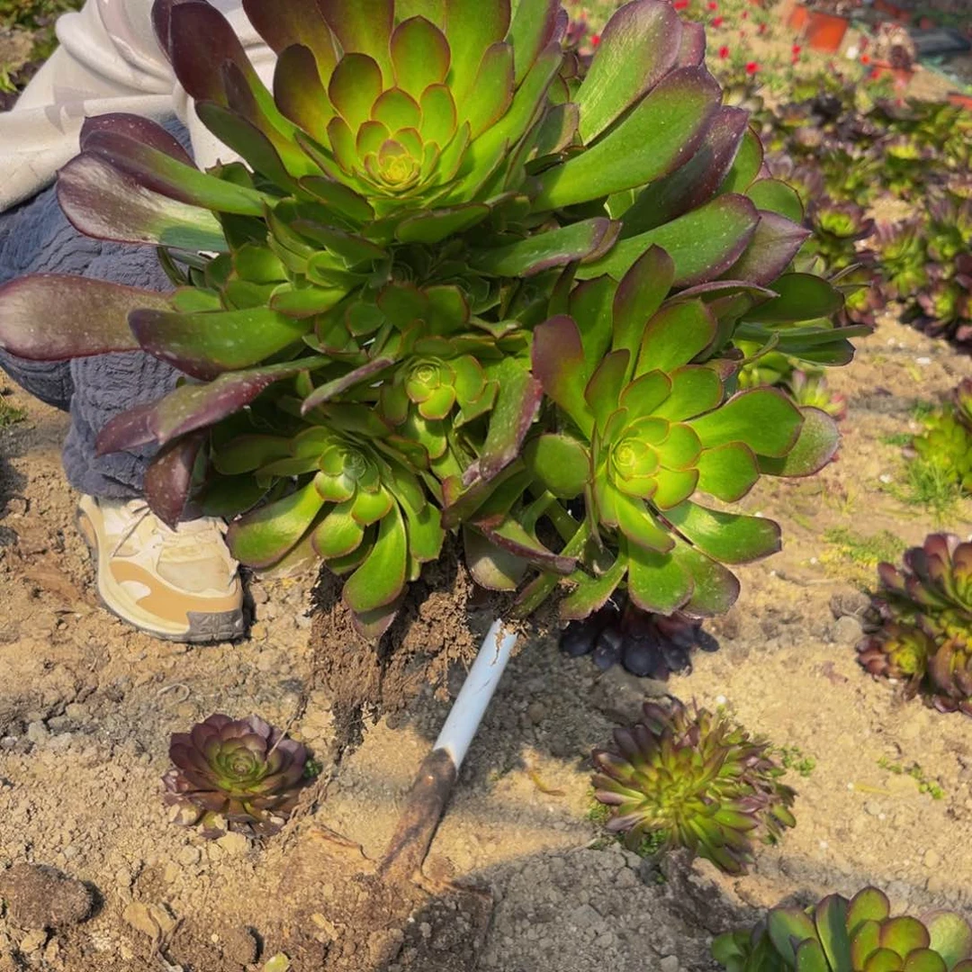 荷兰玫瑰多肉植物捧花