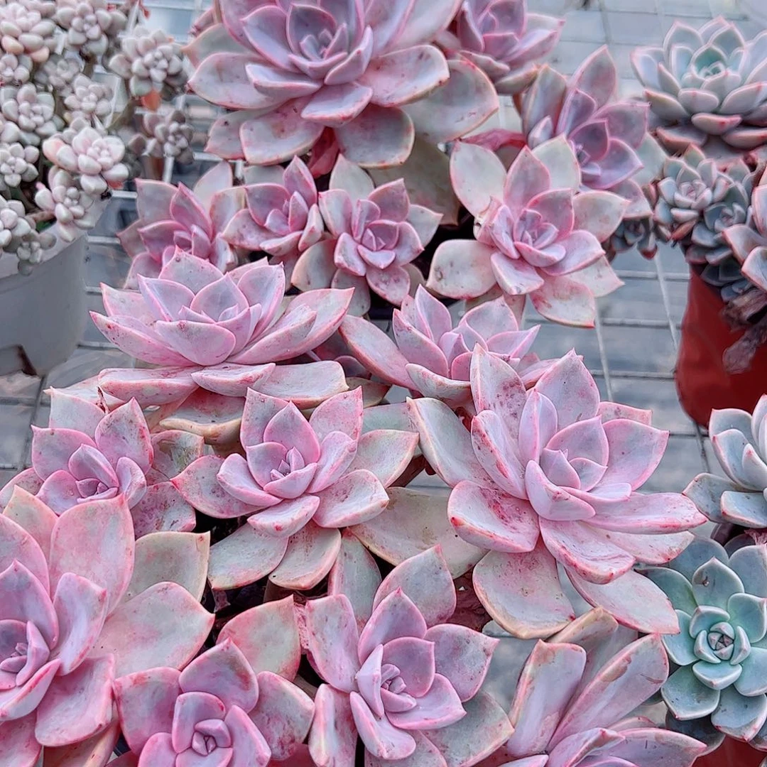 中国初恋多头群生老桩特价二盆