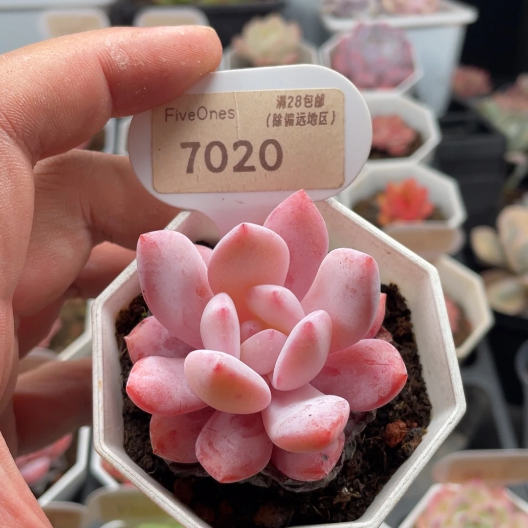 雪糕7020-5.5厘米