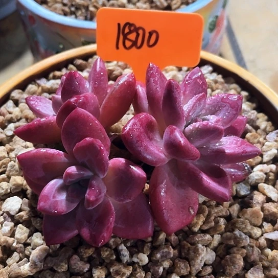 贺菲斯托1800号码牌子的时候