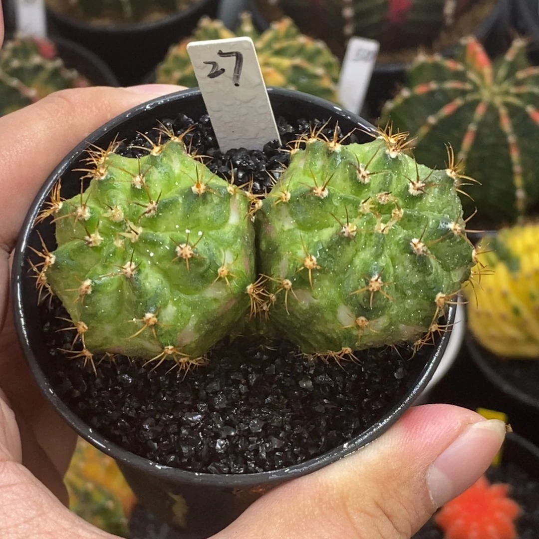 双头海神（微瑕）—带盆土发货15