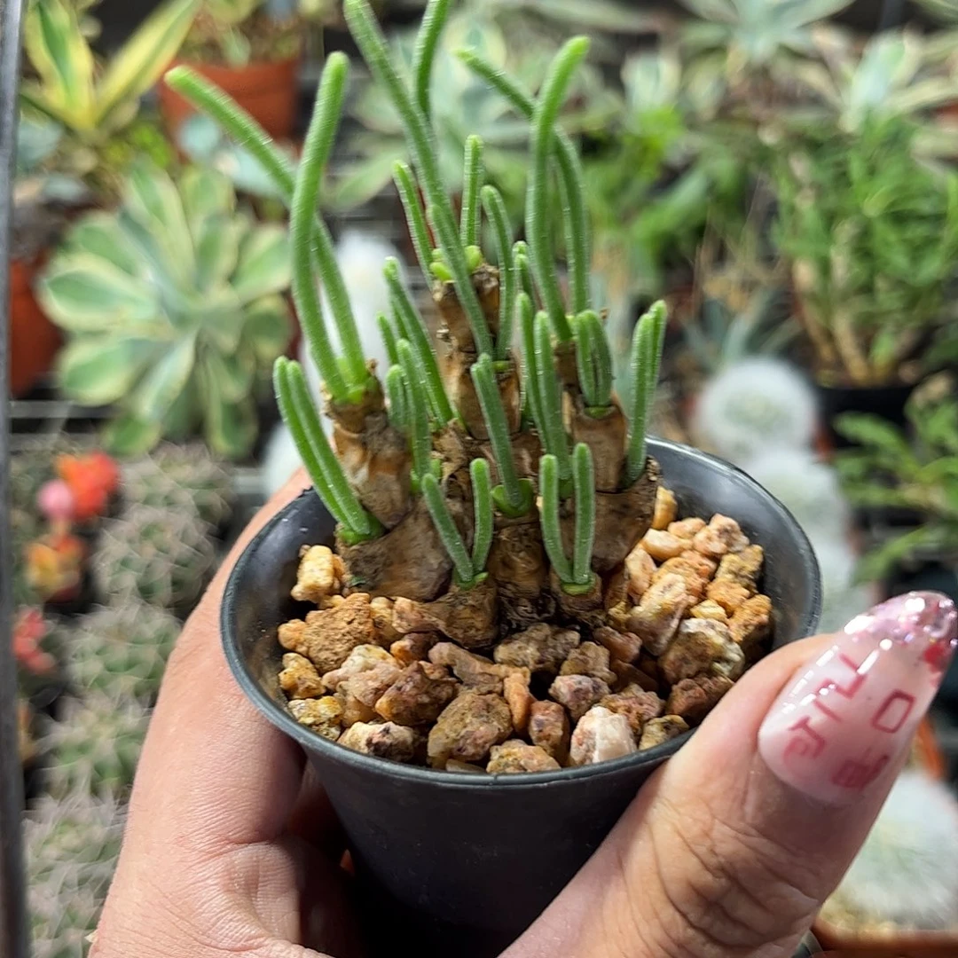 碧光环群生单头发货单头