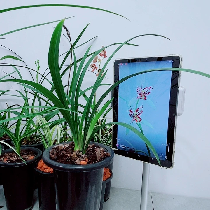 建兰雪舞红尘兰花没花