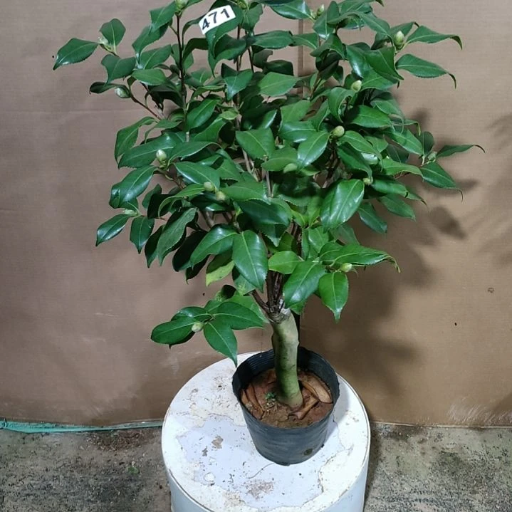 不知名茶花图片471原盆