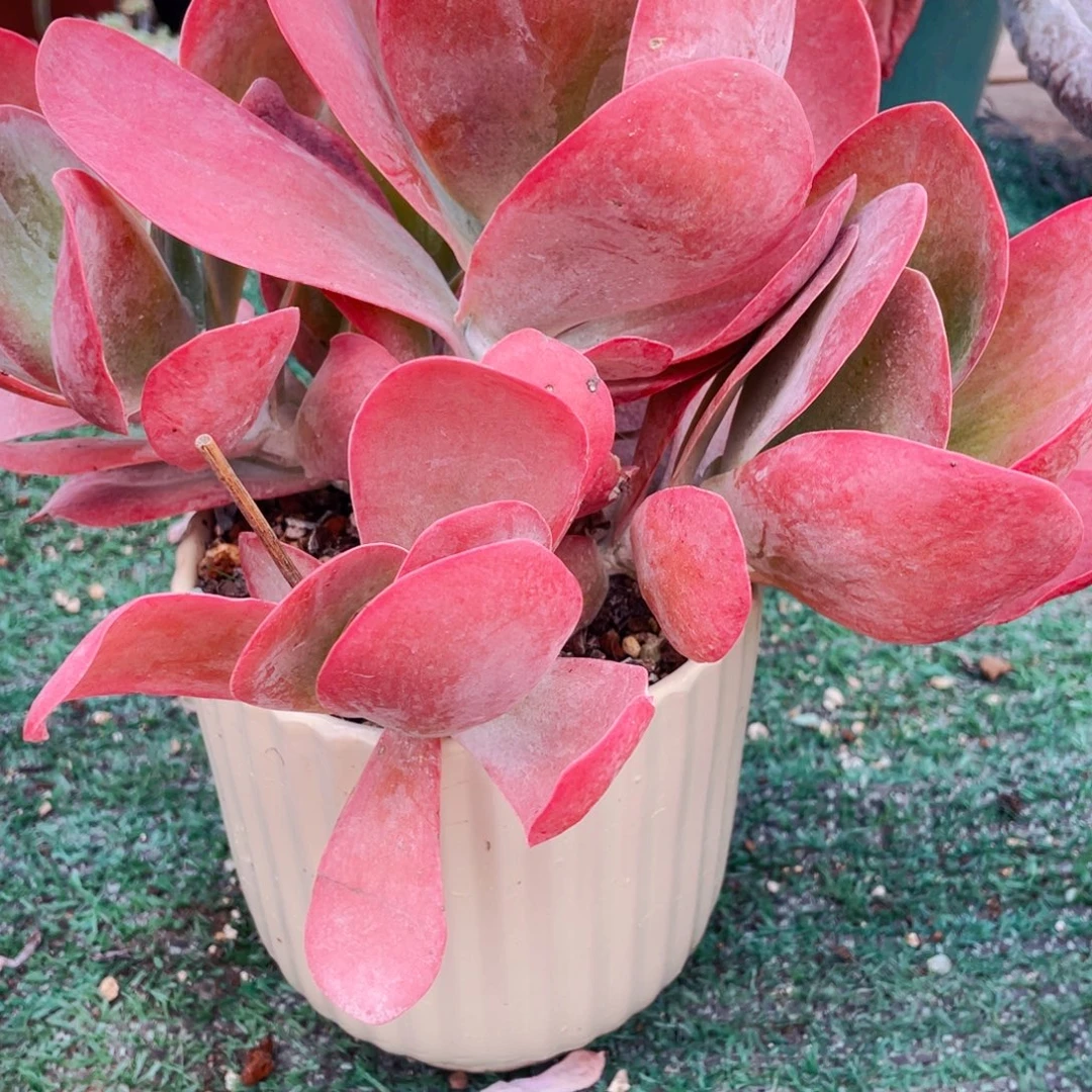 无***唐寅群生快递包邮