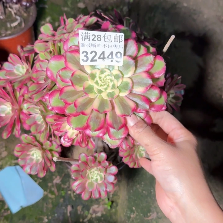 32449浪尖多肉植物