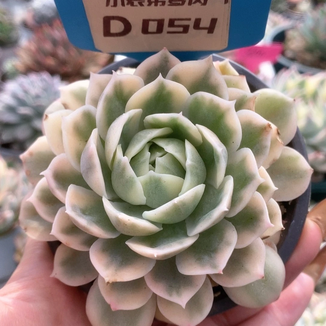 054锦锦锦锦锦锦锦锦