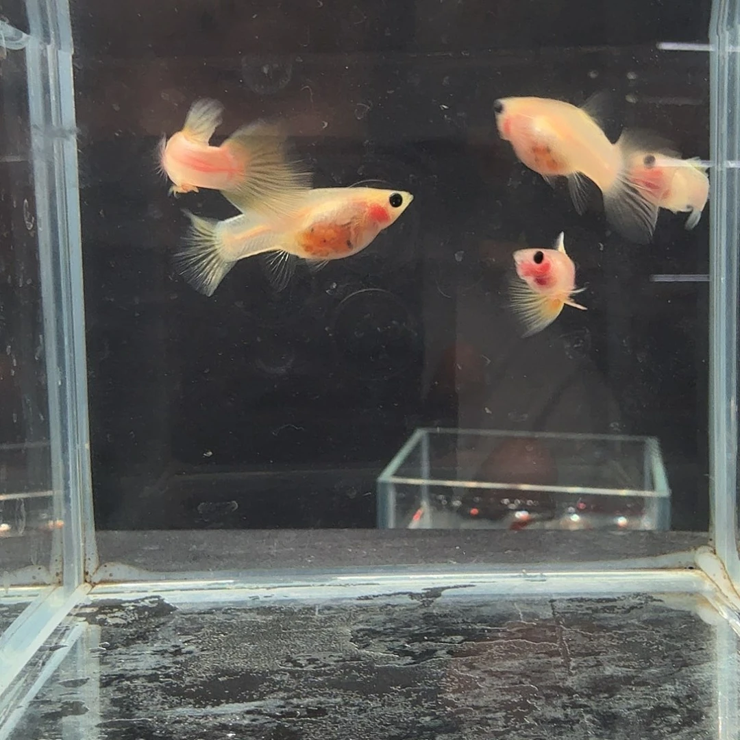 孔雀鱼粉猫幻彩两对孕母