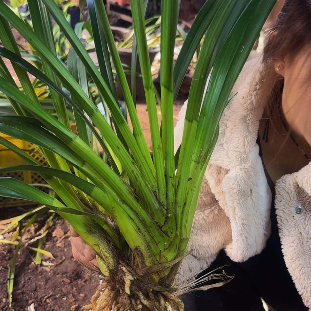 无花朵红蜻蜓 虎头兰