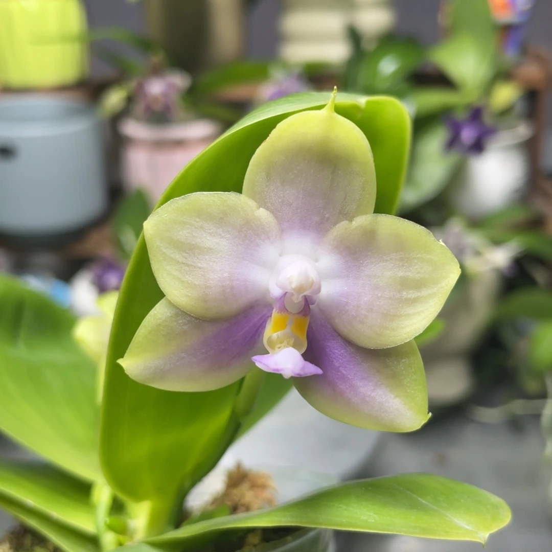 完全开放BTA216，3.5杯开花株