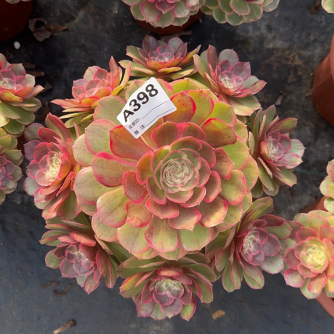 粉花妖多肉法师398