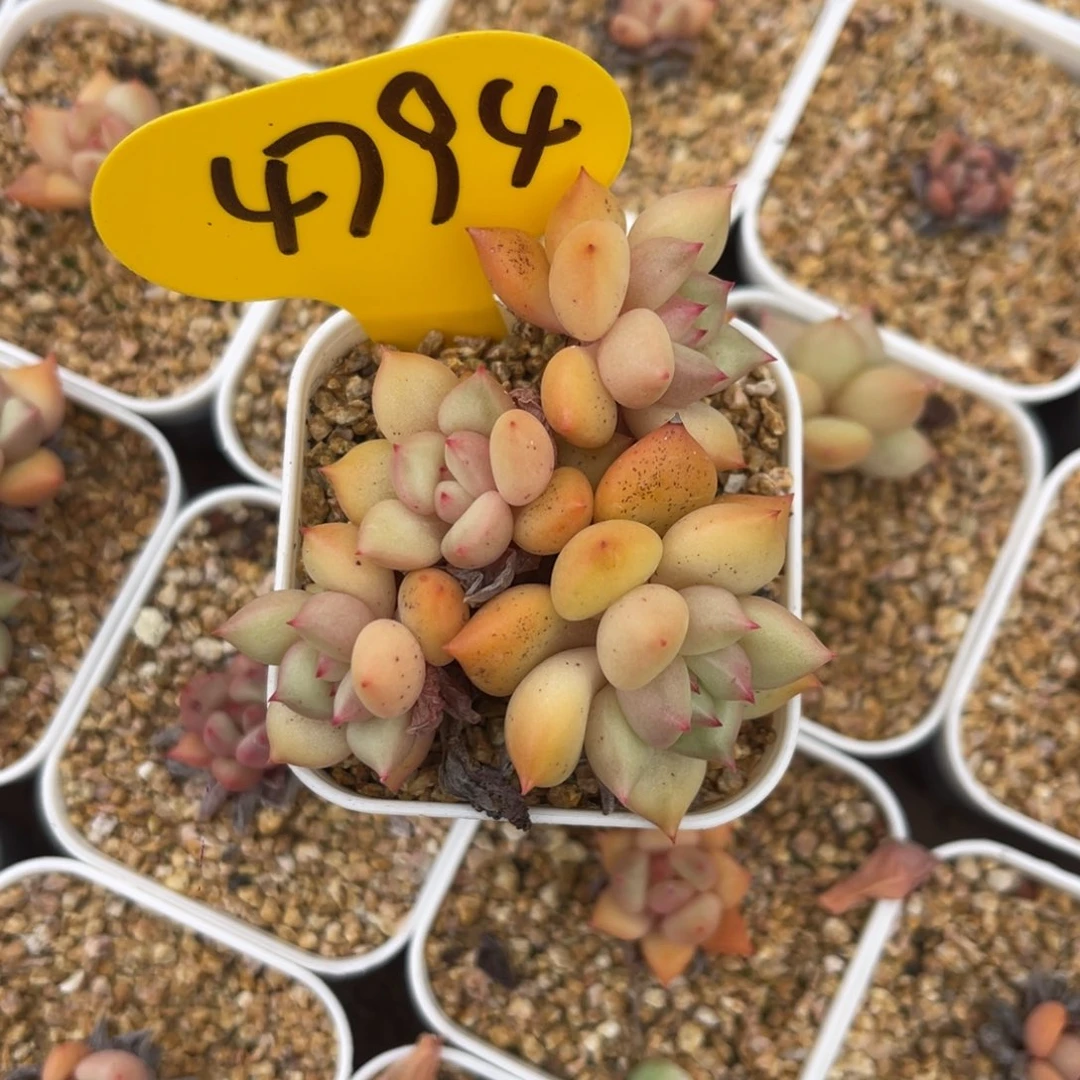 布***湖黄金象牙专拍4794