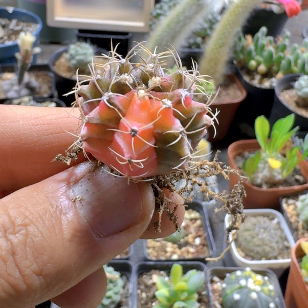 512牡丹锦脱土发货