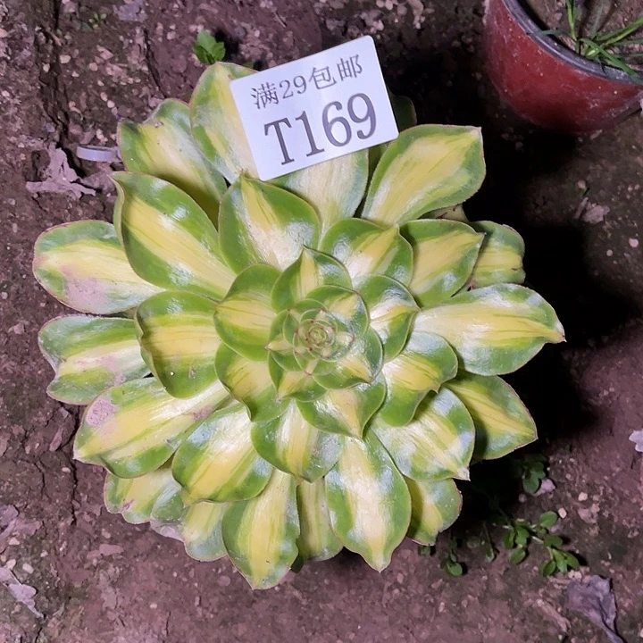 169爆君多肉植物