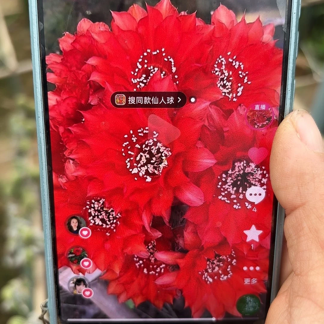 三公分多妖姬金刚无根侧牙