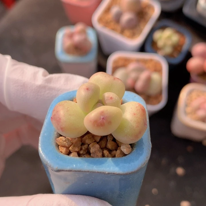 066 萤火虫 花影 木质