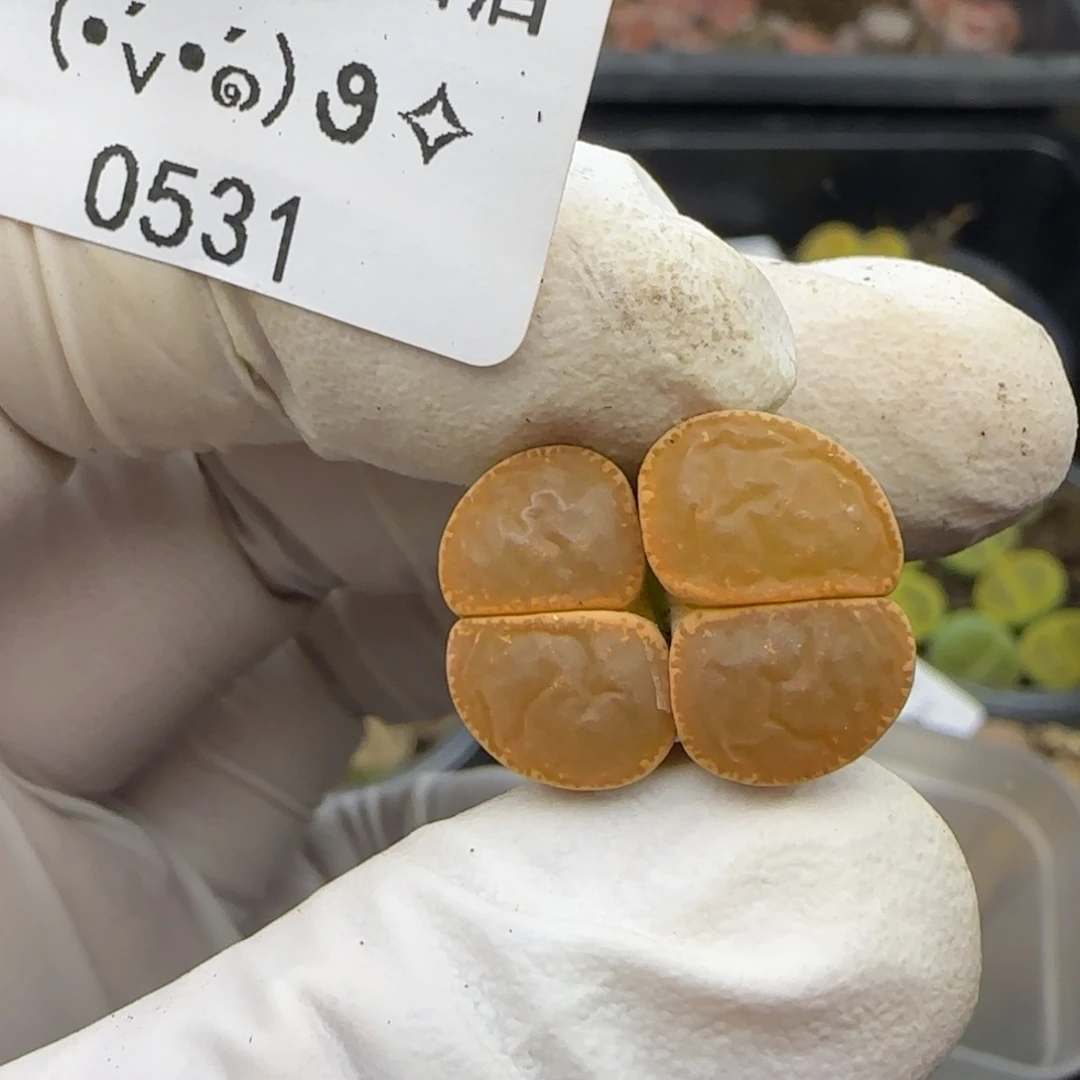 一***糕0531。默认脱土。18包邮。偏远88包邮