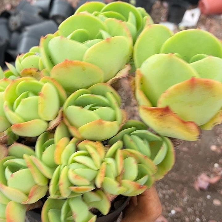 蔡***蔡碧桃缀26多肉植物精品