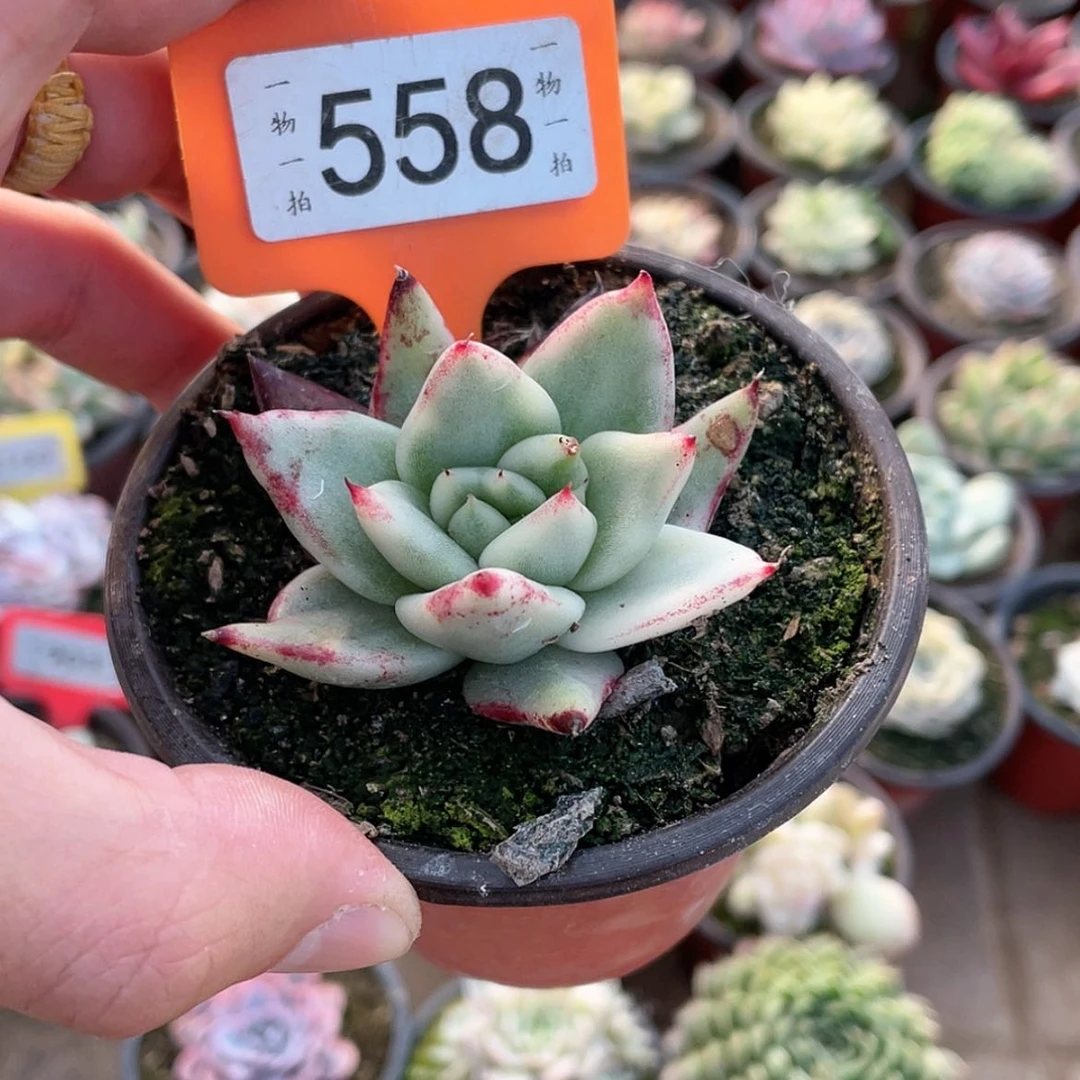 【闪购商品】558号