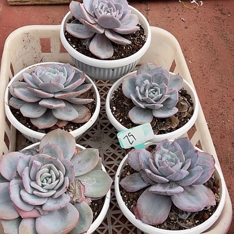 29一筐多肉脱土多肉