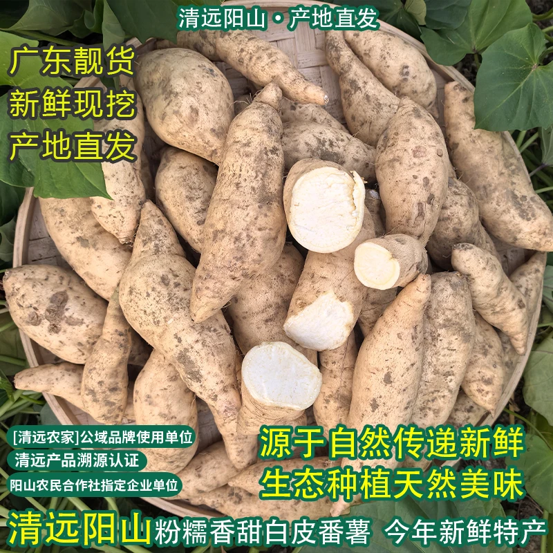 广东阳山人参薯白皮番薯香甜粉糯板栗薯鸡蛋黄番薯整箱原产地直发