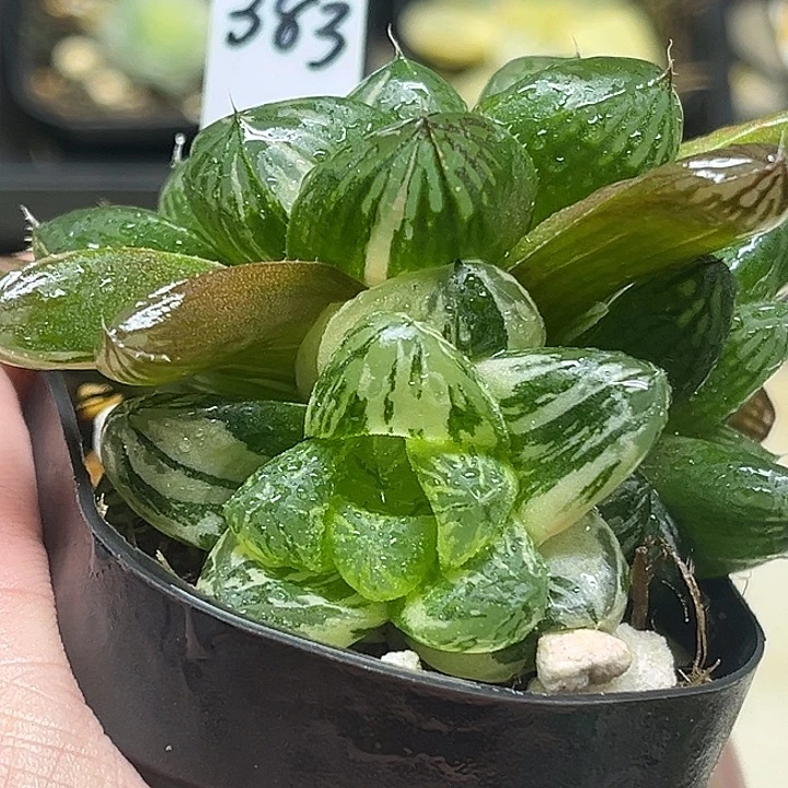 383多头大窗玛琳玉露锦