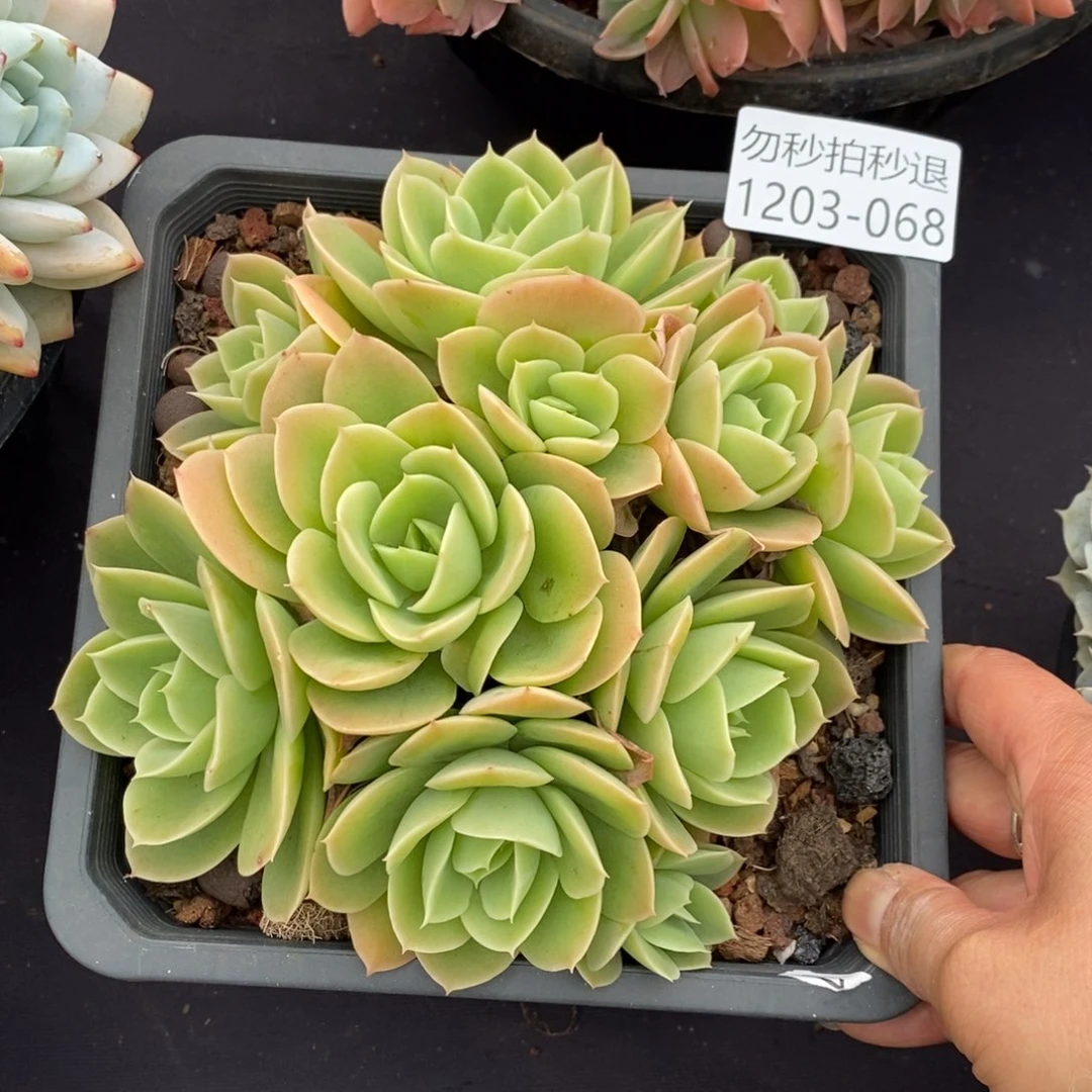 两单包邮1203-68星娜塔