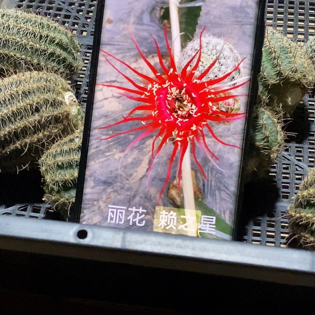 丽 赖之星侧芽歪20包邮/4公分