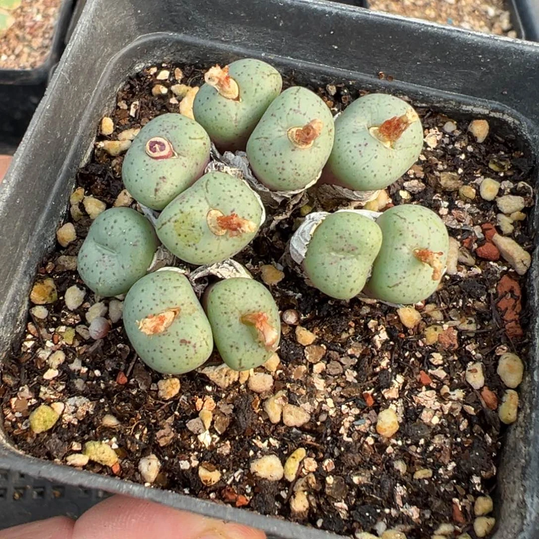 17-05肉锥多肉植物，