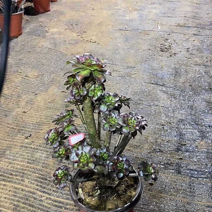 11，晚霞多肉法师drfs