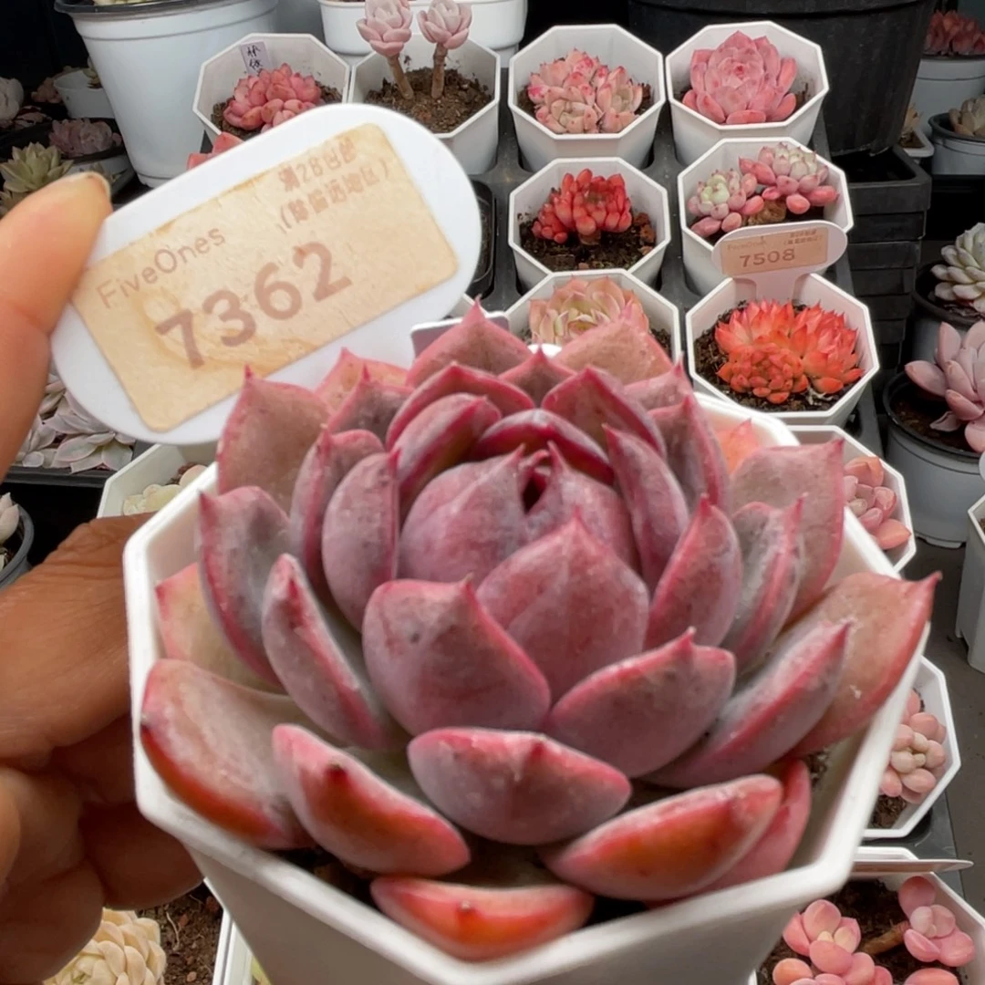 蓝莓7362-6.5厘米