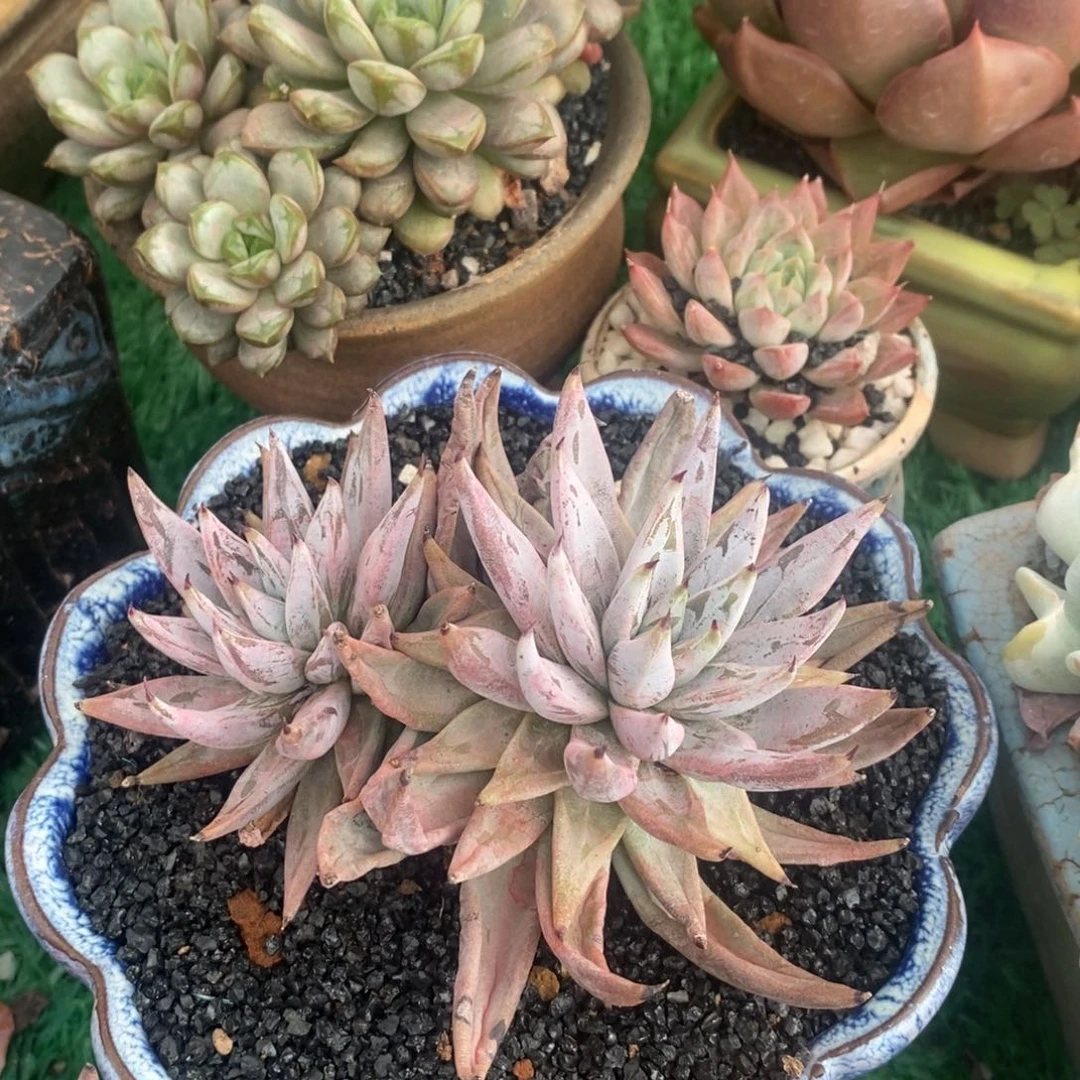 魔爪多肉植物盆栽